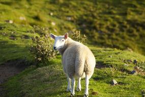 Sheep Scotland Highlands