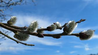 Willow Catkin Bush