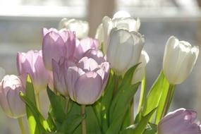 wonderful Tulips Spring Light