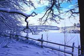extraordinarily beautiful Winter forest