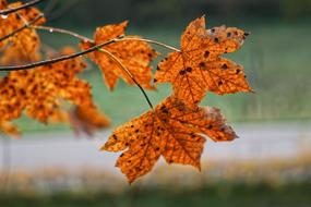 Leaves Autumn Selective