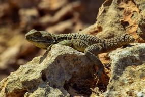 Reptile Nature Lizard, cyprus