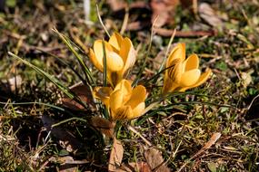 ravishing Crocus Flower