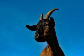 head of brown Goat at blue sky