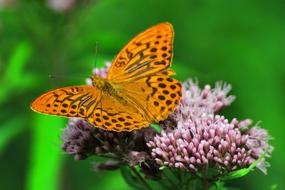 orange Butterfly Flower