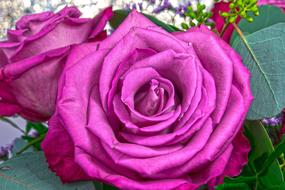 beautiful Pink Purple Roses