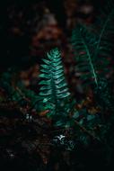 wonderful Plants dark Green