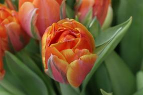 ravishing Flower Tulips