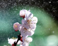 beautiful apricot Flowers at blur green background
