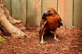 extraordinarily beautiful Hawk Bird