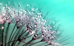 Dandelion Seeds Flower water drops