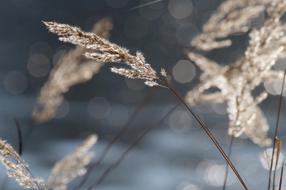 Grass Halm Seeds dry