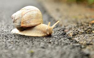 absolutely beautiful Snail White