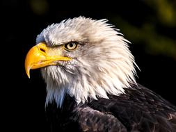 closeup view of White Tailed eagle Adler