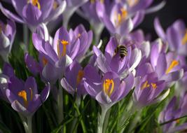Crocus Pollen