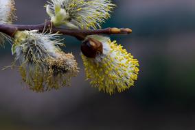 goodly Willow Catkin Macro