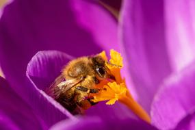 Bee and Crocus