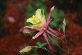 pink and yellow aquilegia Flower