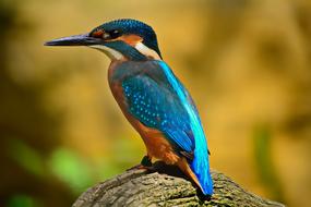 incredibly beautiful Kingfisher Bird Blue