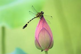 black and yellow dragonfly on a pink lotus bud