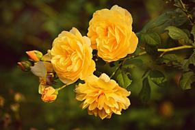 unusually beautiful Yellow Rose Flower