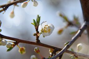 fresh bloom of cherry tree