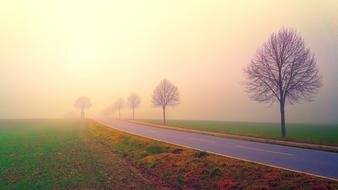 Dawn Road Fog tree
