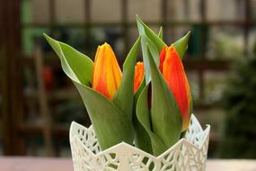 wonderful Tulips Spring Flowers