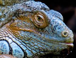 goodly Reptile Lizard