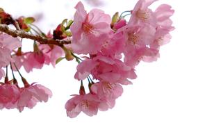 magnificent Cherry Petals