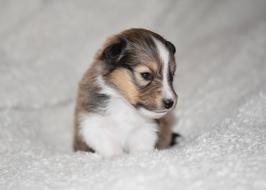 Beautiful, cute and colorful puppy shetland sheepdog