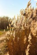 dry Cereals Plant