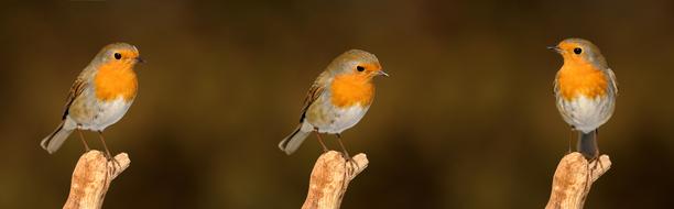 incredibly beautiful Robin Birds