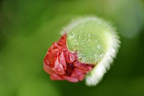 incredibly beautiful Poppy Flower Red
