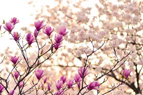 goodly Magnolia Branches