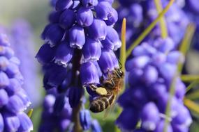 ravishing Bee Insects Flower