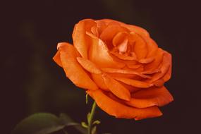 magnificent orange Rose Flower