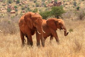 Herd Of Elephants Africa