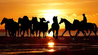 sunset camargue horses