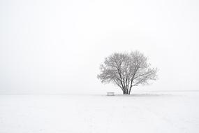 impressively beautiful Tree Snow