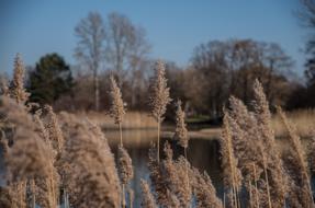 dry Grasses Nature
