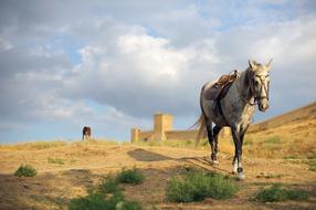 grey horse walking away fortress, Russia, Crimea, Sudak