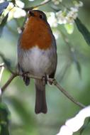 Birds white orange