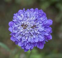 Beautiful purple and white scabious wildflower among the green grass