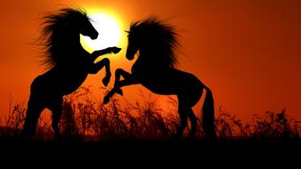 silhouettes of horse fighting at sunset