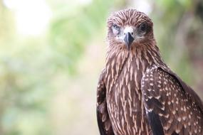 absolutely beautiful brown Bird