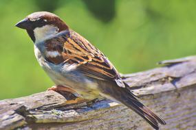 ravishing Sparrow Sperling Bird