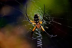 magnificent Garden Spider
