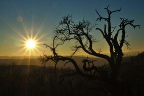impressively beautiful Tree Sunset