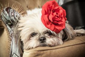 goodly Dog and Flower